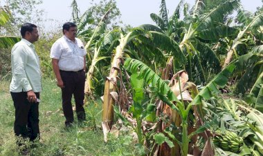 नुकसानग्रस्त पिकांची प्रांताधिकारी इथापे यांनी केली पाहणी