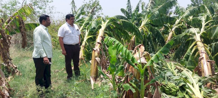 नुकसानग्रस्त पिकांची प्रांताधिकारी इथापे यांनी केली पाहणी