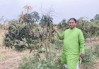 पहिल्याच वर्षी २० टन केशर आंब्याचे उत्पादन; मनसे नेते दिलीप धोत्रे यांच्या शेतात बहरली आंबराई !