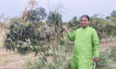 पहिल्याच वर्षी २० टन केशर आंब्याचे उत्पादन; मनसे नेते दिलीप धोत्रे यांच्या शेतात बहरली आंबराई !