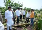 आ.अभिजीत पाटील यांचेकडून शेतकऱ्यांना धीर ; वादळी वाऱ्यामुळे नुकसान  झालेल्या पिकांची केली पाहण  